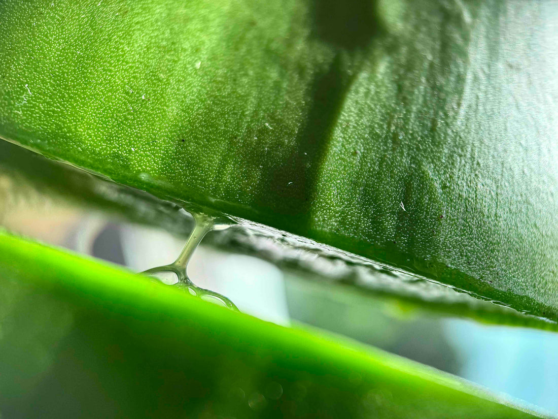 The Advantages of Plant-Based Over Chemical-Filled Skincare