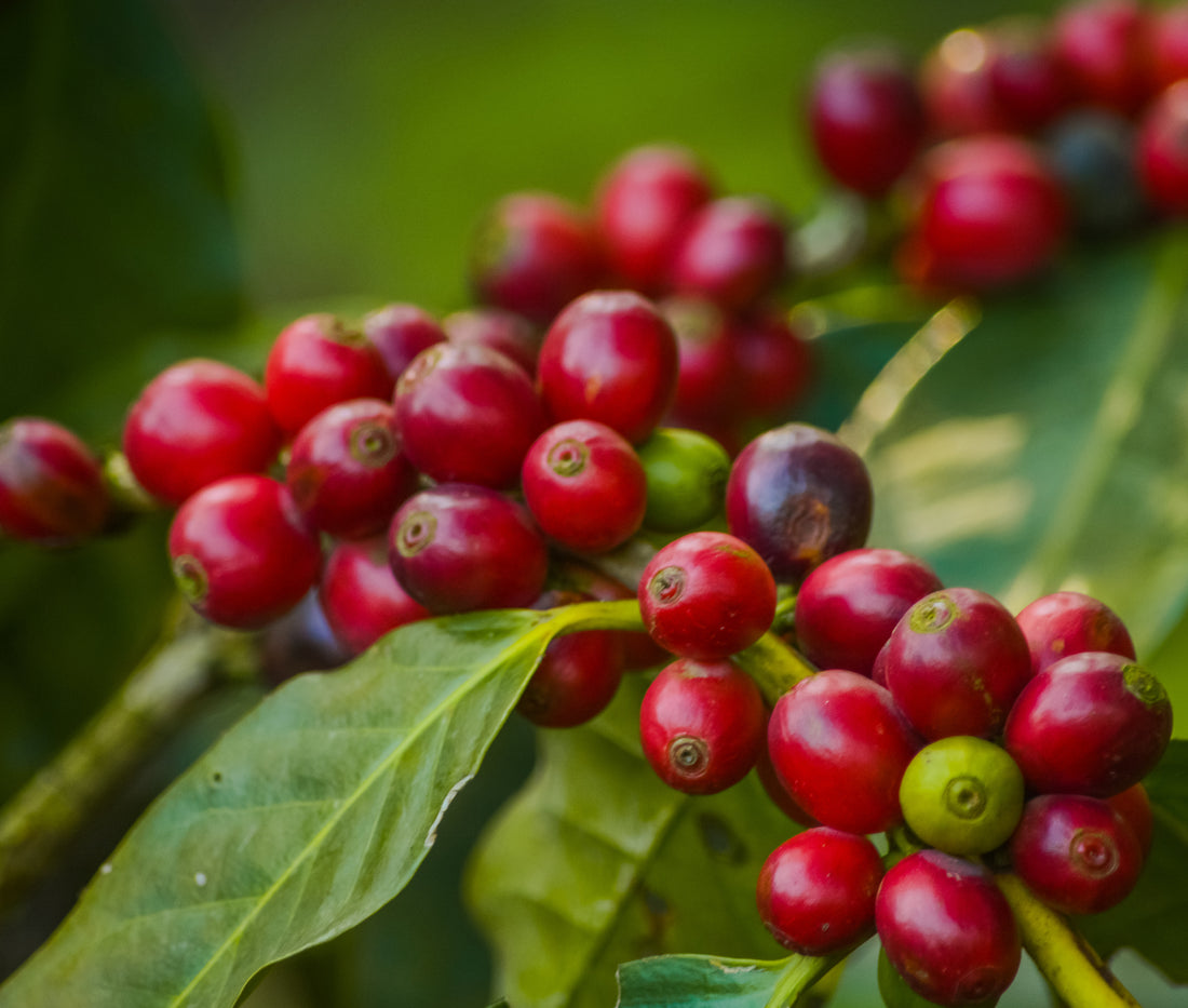 Coffee Berry Does What?!