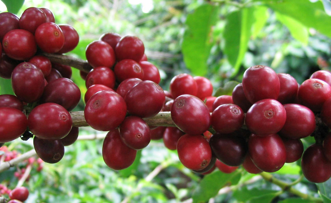 The Buzz About Beautiful Skin: Unlocking the Power of Coffee Berry and Coffee in Your Skincare Routine