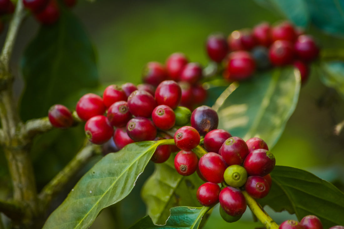From Waste to Wonder: The Rise of Upcycled Ingredients in Clean Skincare
